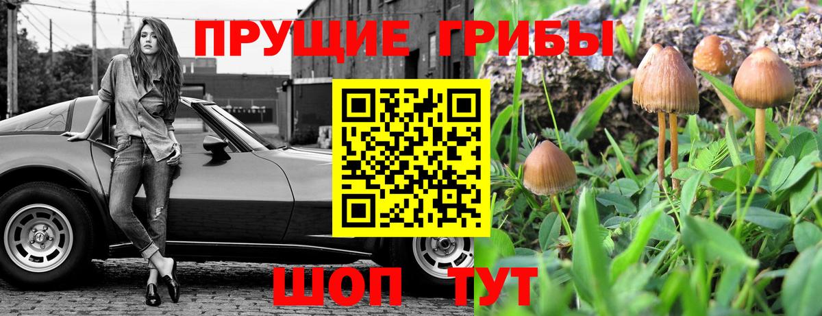 Галлюциногенные грибы Cubensis  Вход с VPN  Галлюциногенные грибы Psilocybine cubensis  Ковров 